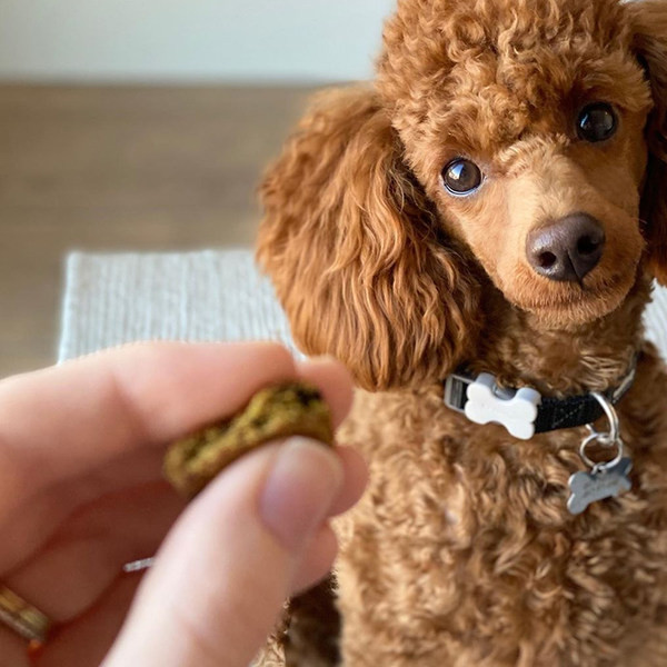 Нашийник за кучета-в няколко цвята