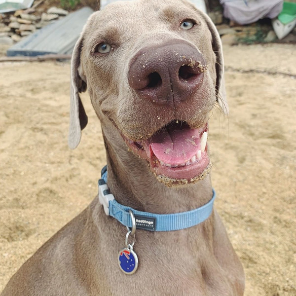 Нашийник за кучета-в няколко цвята