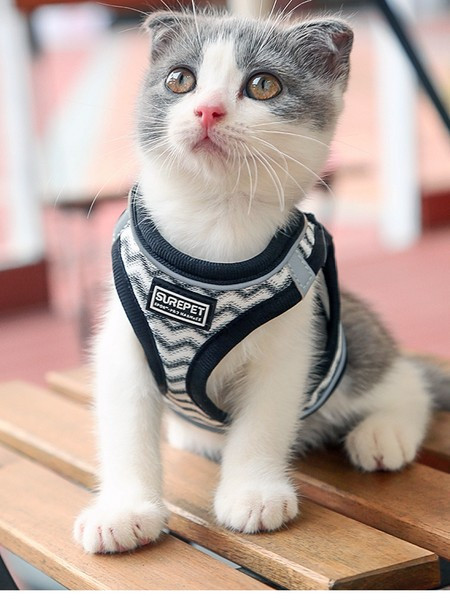 Нагръдник за котка в няколко цвята