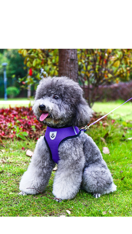 Нагръдник за куче с повод в няколко цвята