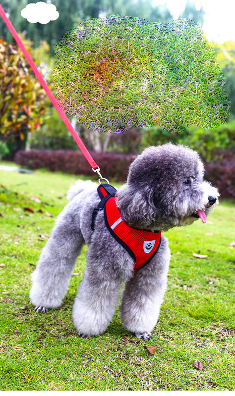 Нагръдник за куче с повод в няколко цвята