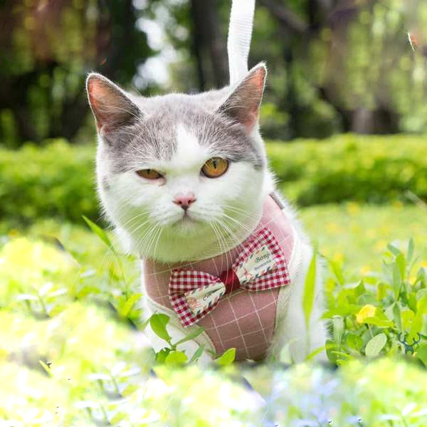 Σαμαράκι με λουρί για γάτες - αρκετά μοντέλα