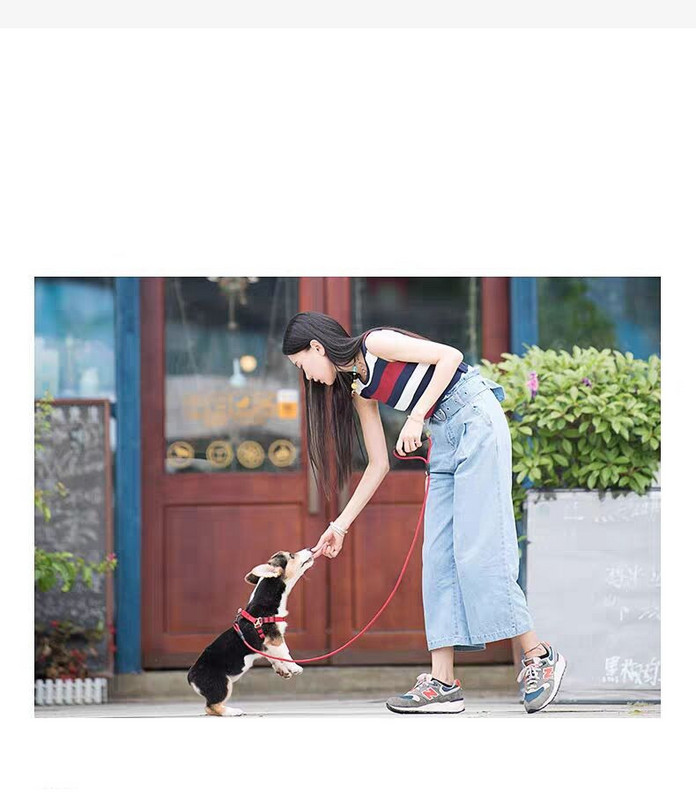 Каишка за кучета няколко цвята 