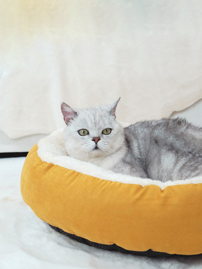 Плюшено легло за котки в няколко цвята