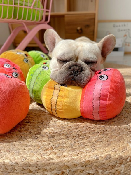 Μαξιλάρι - ένα παιχνίδι για κατοικίδια