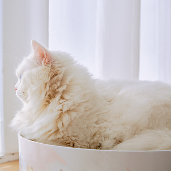 Apvalios formos raštas katėms