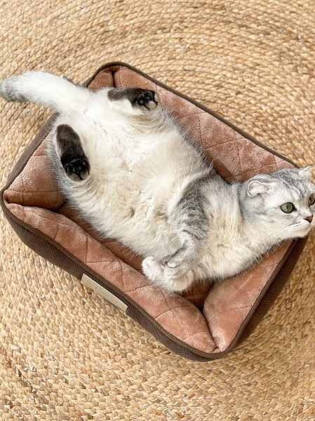 Τετράγωνο βελούδινο κρεβάτι για κατοικίδια - έως 10 κιλά