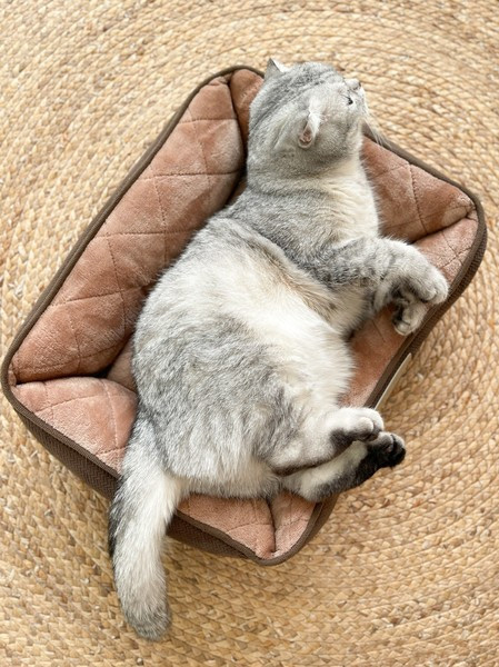 Τετράγωνο βελούδινο κρεβάτι για κατοικίδια - έως 10 κιλά