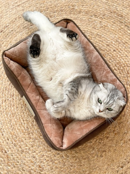 Τετράγωνο βελούδινο κρεβάτι για κατοικίδια - έως 10 κιλά