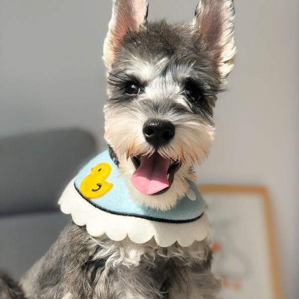 Oprsnica za pse sa aplikacijom