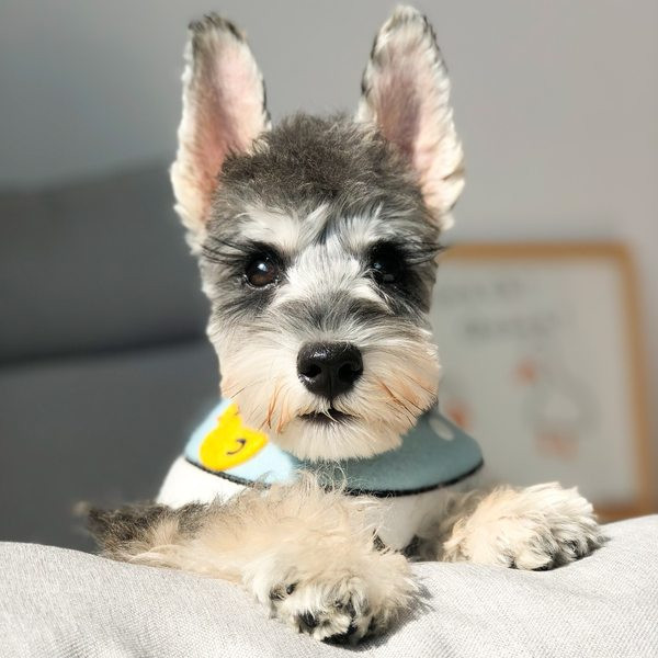 Oprsnica za pse sa aplikacijom