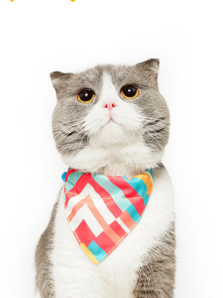 Σαλιάρα με εφαρμογή για γάτες