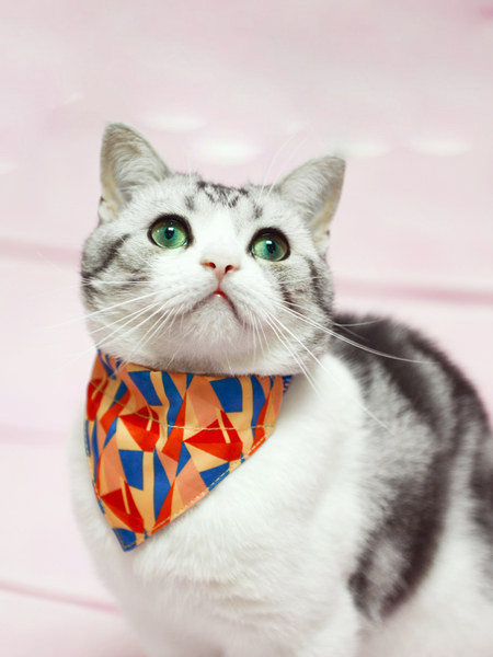 Σαλιάρα με εφαρμογή για γάτες