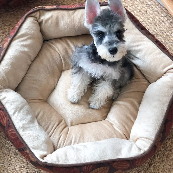 Koertele sobiv plüüsist voodi