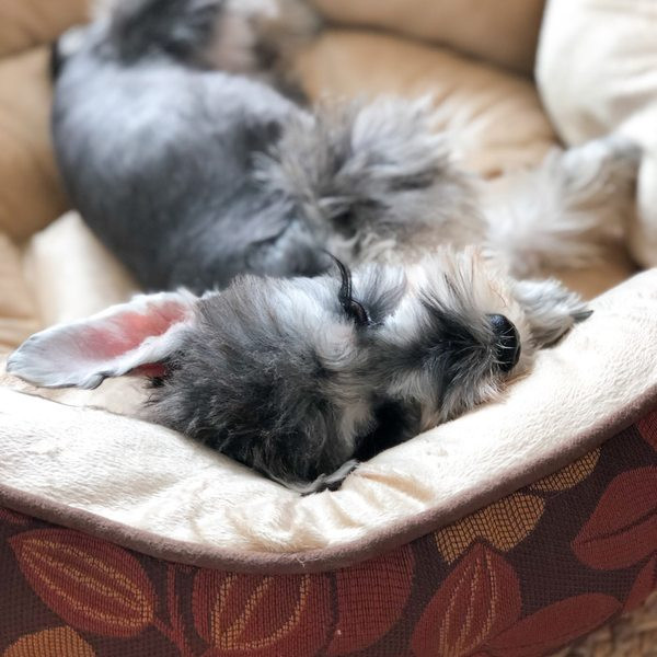 Koertele sobiv plüüsist voodi