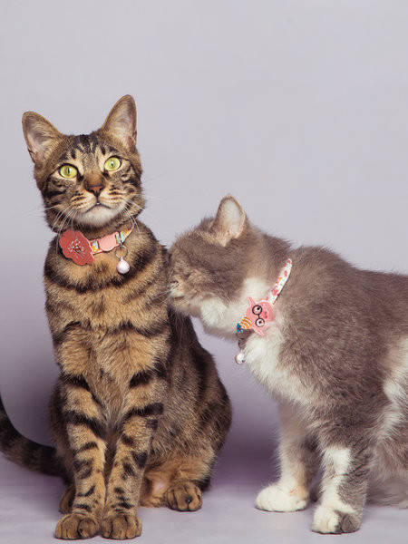 Reguliuojamas antkaklis su varpeliu katėms