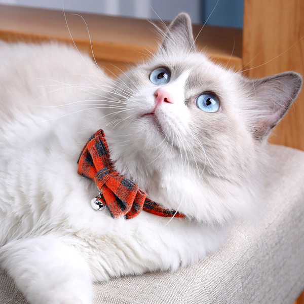 Antkaklis su kaspinu katėms