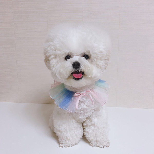 Σαμαράκι σκύλου με κορδέλα