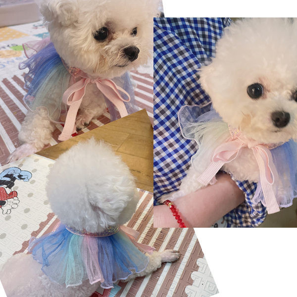 Σαμαράκι σκύλου με κορδέλα