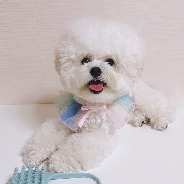 Σαμαράκι σκύλου με κορδέλα